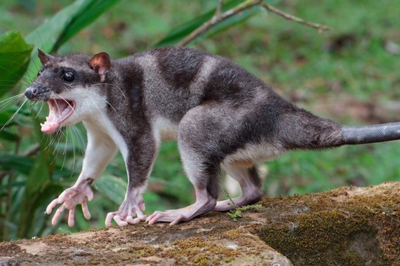 Водяной опоссум