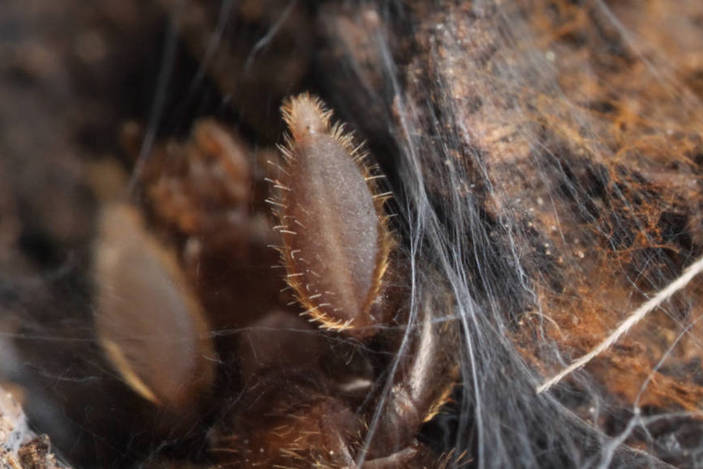 Передние ноги эмбии