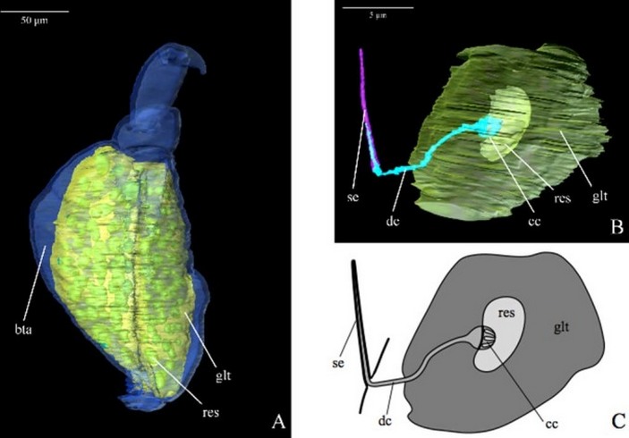 Трёхмерная реконструкция лапки эмбии