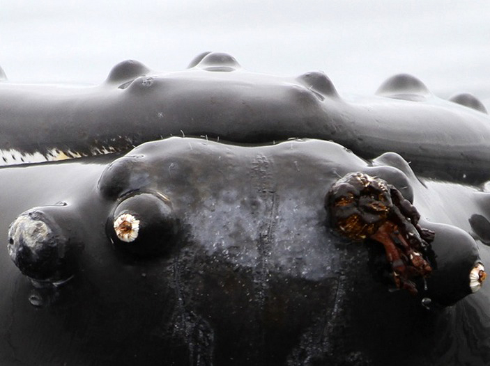 Волосы у горбатого кита