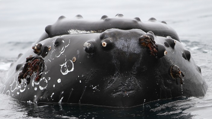 Подбородок кита