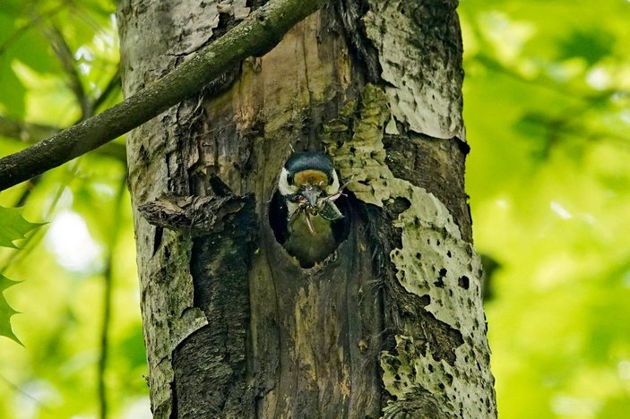 Большой пестрый дятел с жуком