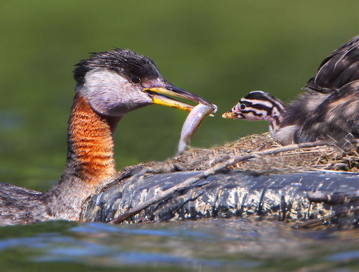 Серощекие поганки