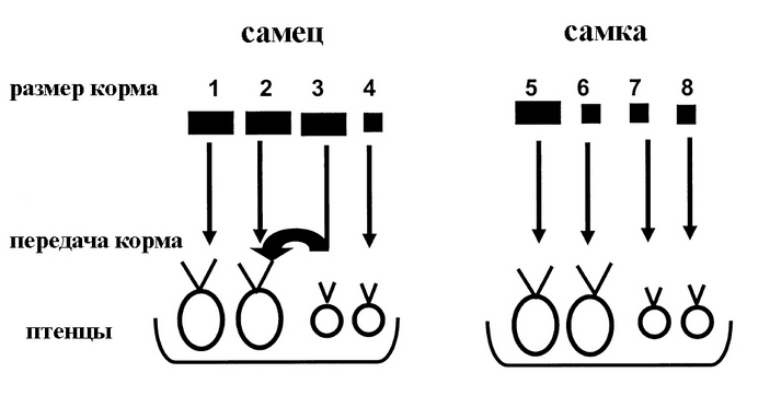 Схема кормления птенцов мухоловками-пеструшками