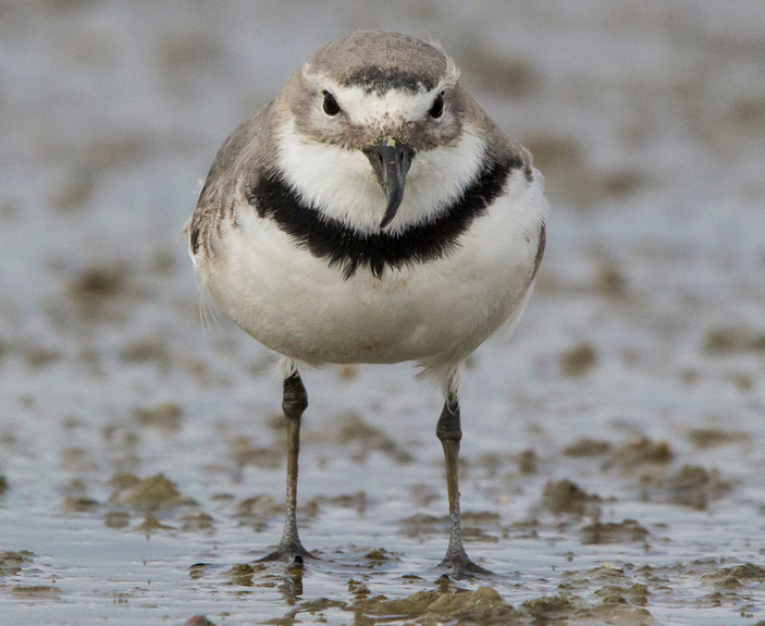 Кривоклювый зуек