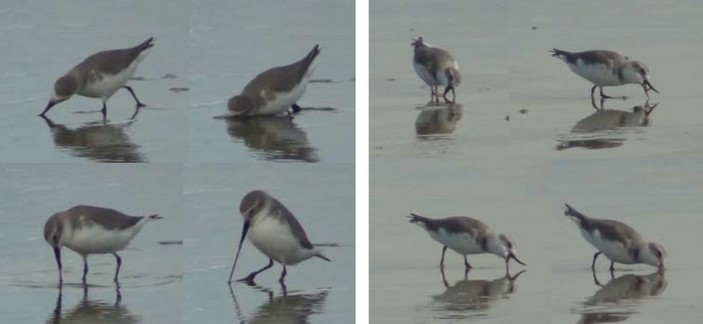 Кривоклювый зуек кормится