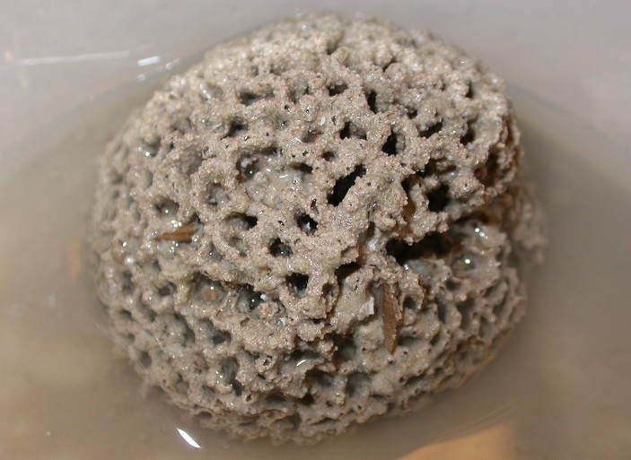 Syringammina fragillissima