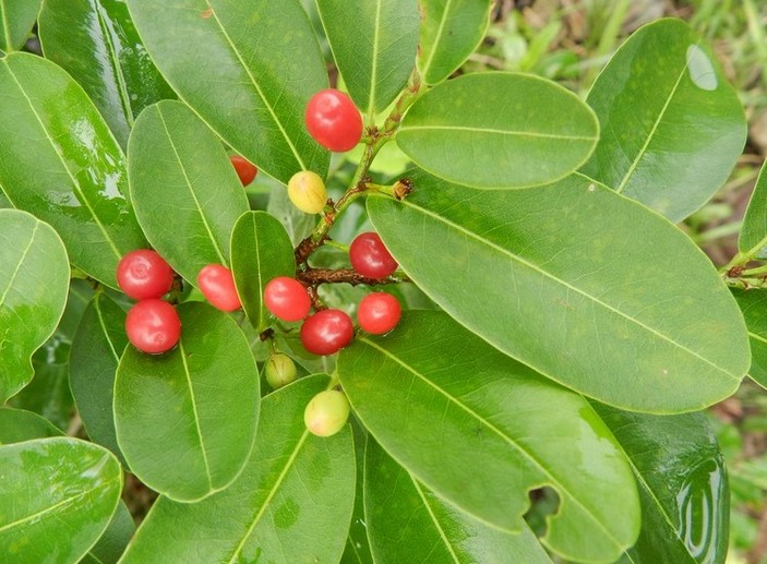 Плоды эритроксилума