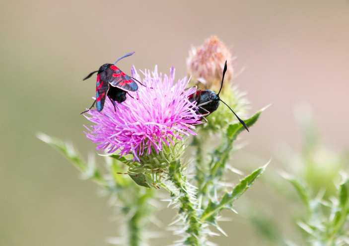 Пестрянки пьют нектар