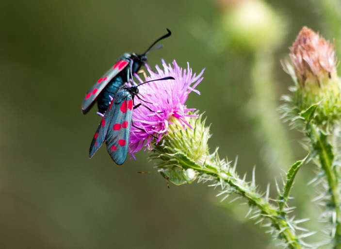 Таволговые пестрянки