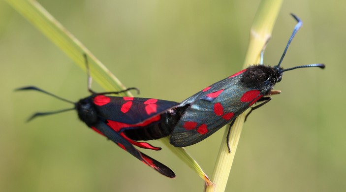 Спаривающиеся пестрянки