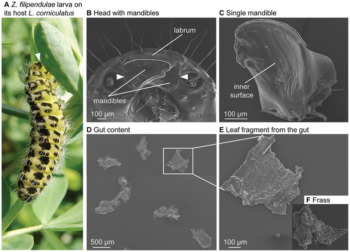 Челюсти гусеницы пестрянки