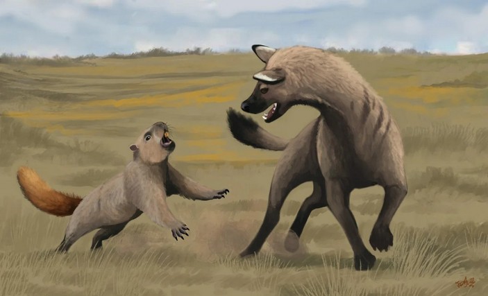 Сурок и хазмапортетес