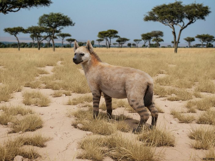 Хазмапортетес скорее напоминал волка