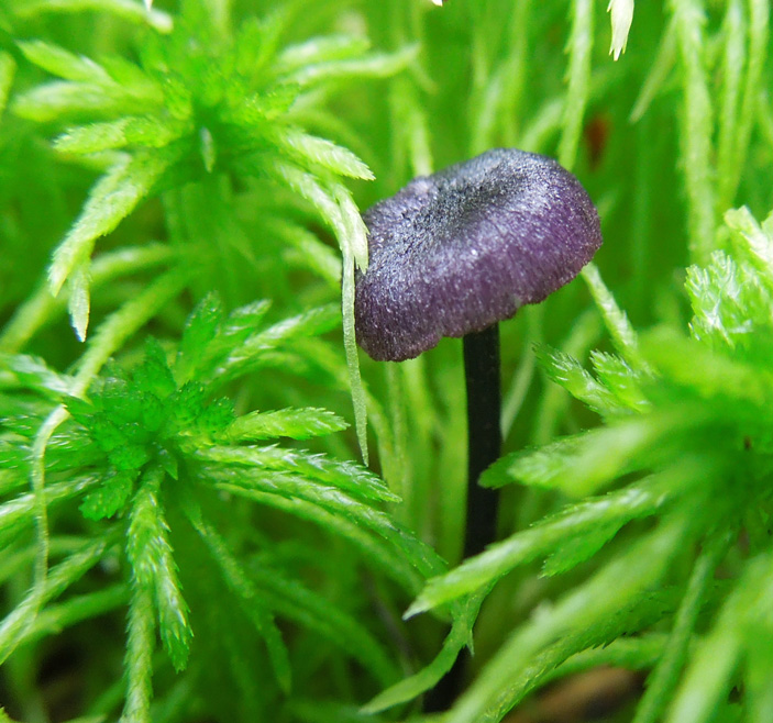 Entoloma kruticianum