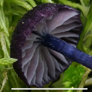 Внешний вид шляпки Entoloma kruticianum с розоватыми пластинками