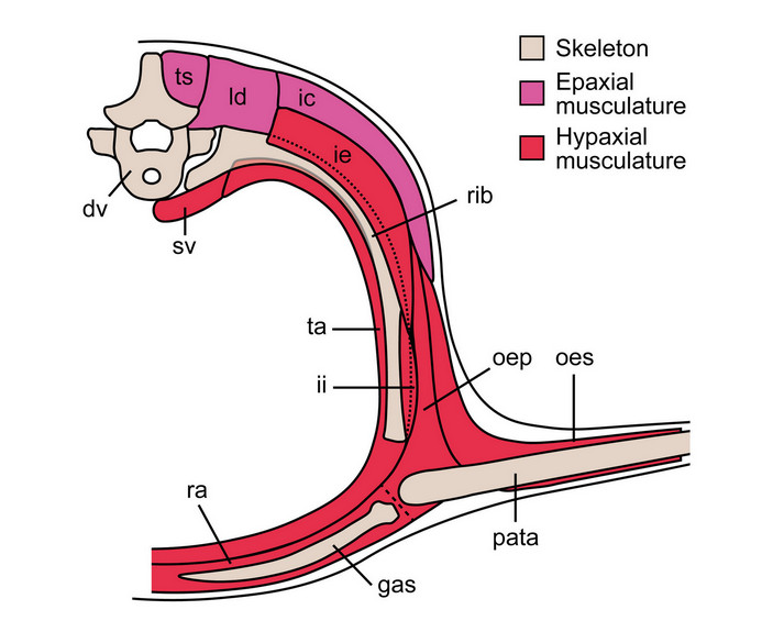Строение туловища вейгельтизаврид