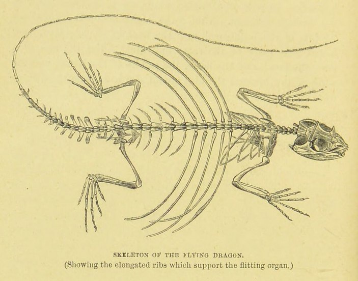 Скелет летучего дракона 