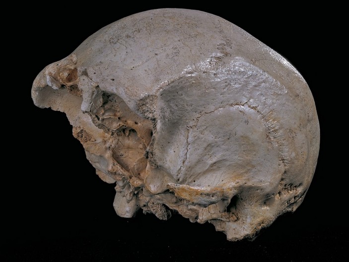 Череп Агамемнон