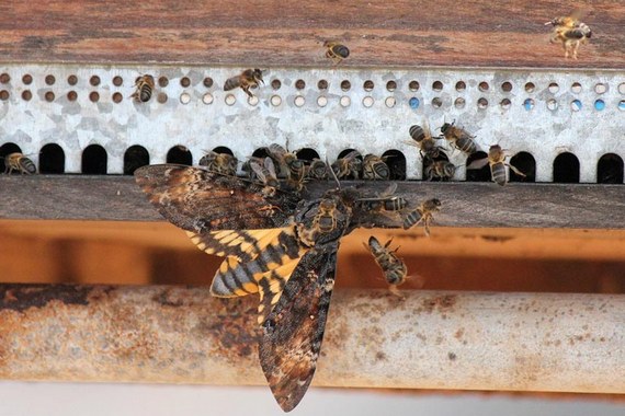 Медовый вор