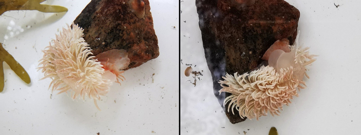 Эолидия ест актинию