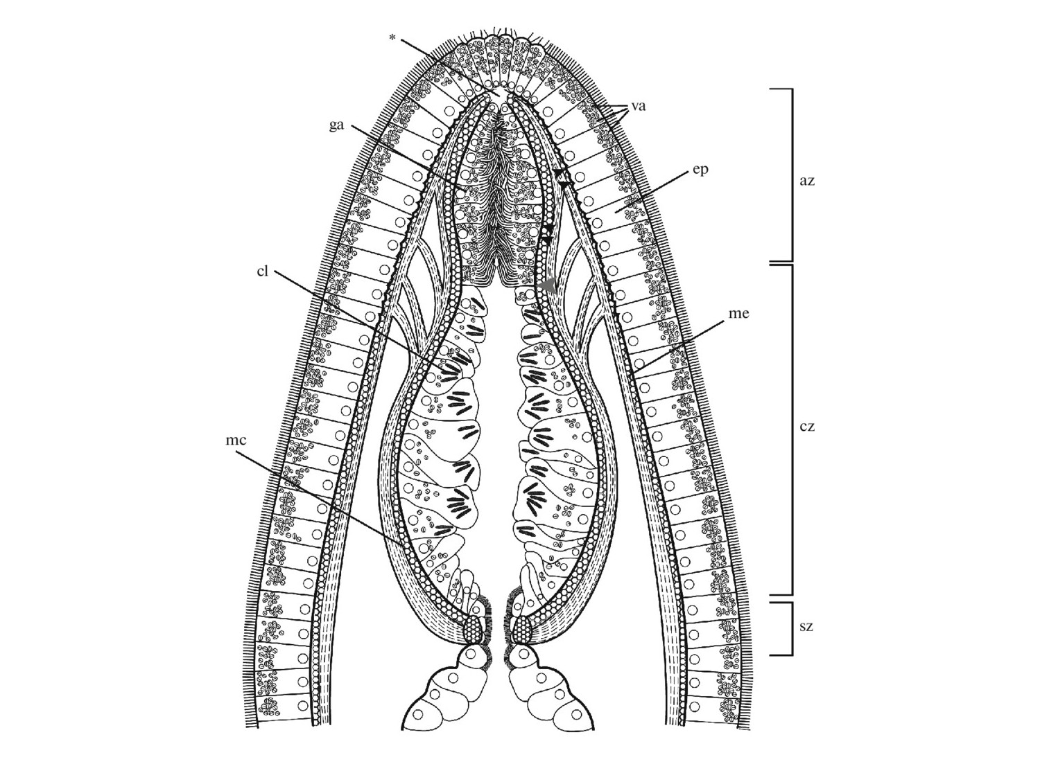 Cтроение кончика папиллы