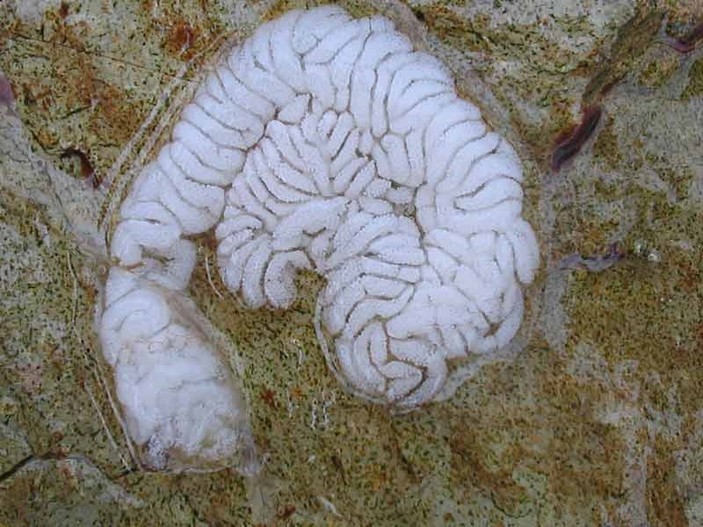 Кладка эолидии