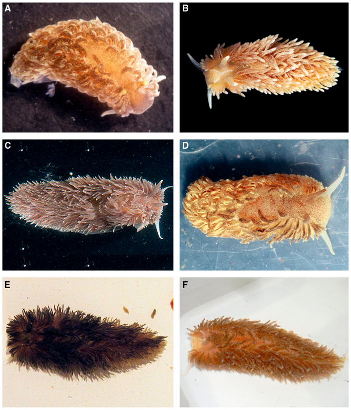 Морфотипы эолидии пупырчатой