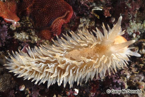 Эолидия из Калифорнии