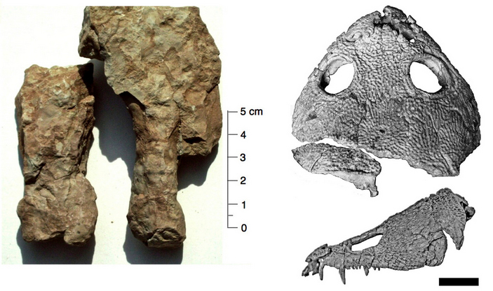 Нора и череп акроплюса