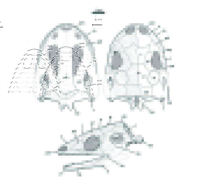 Череп чинлестегофиса