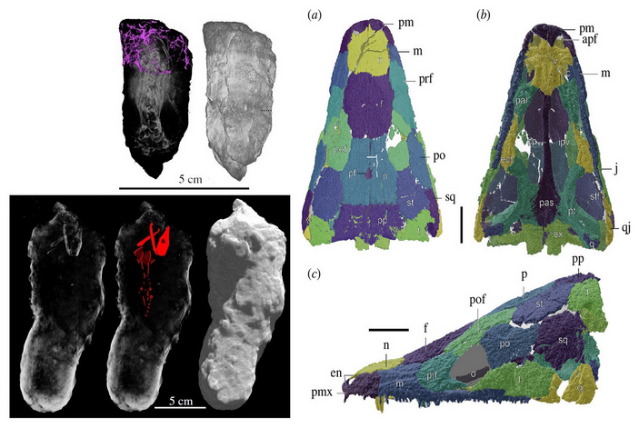 Нора нинумбихана