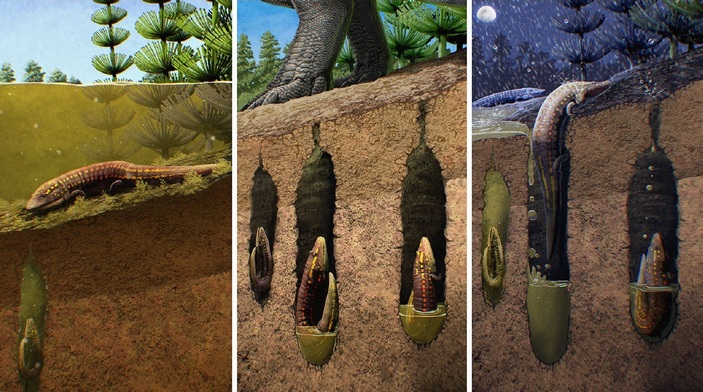 Реконструкция норной жизни амфибий