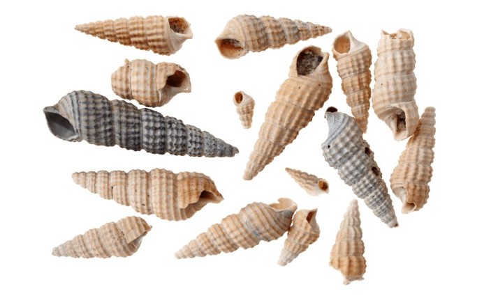 Раковины моллюсков