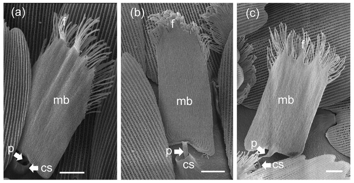 Отдельные андроконии