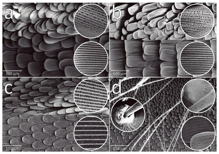 Андроконии и обычные чешуйки