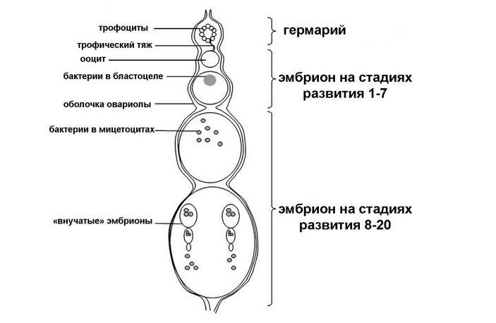 Строение овариолы тли