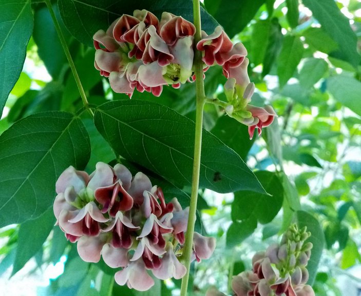 Соцветие апиоса