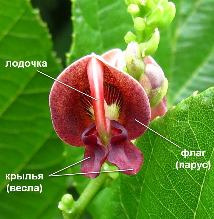 Строение цветка