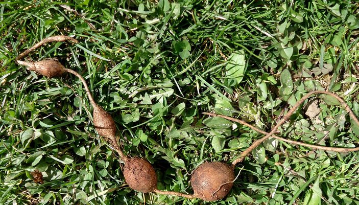 Клубни апиоса