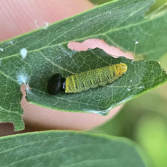 Гусеница младшего возраста