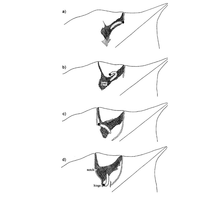 Схема постройки жилища гусеницей