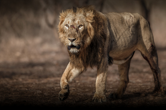 Азиатский лев