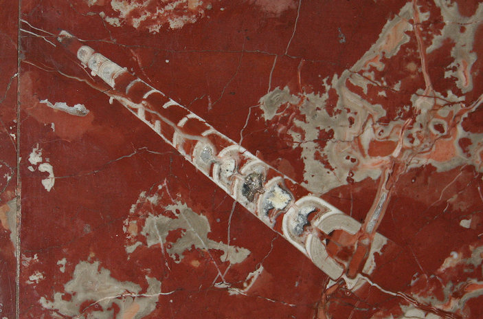 Раковина аулакоцериды в метро