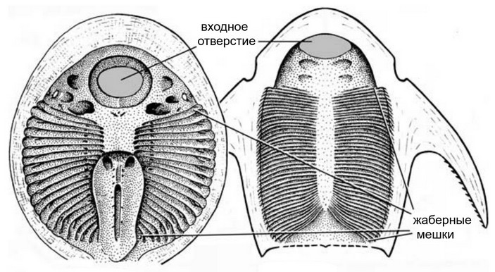 Галеаспиды