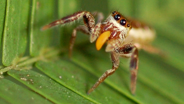 Багира Киплинга с добычей