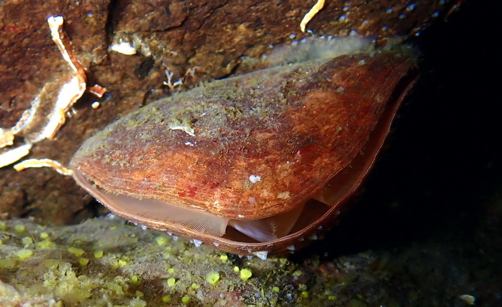 Современная брахиопода