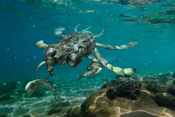 Каллихимера, удивительный краб мелового периода