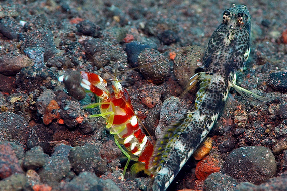 Креветка-карамелька и&nbsp;креветочный бычок