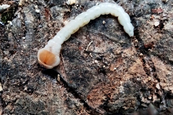 Личинка плодовой златки